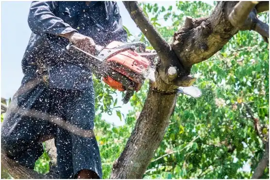 tree services Hudson Oaks